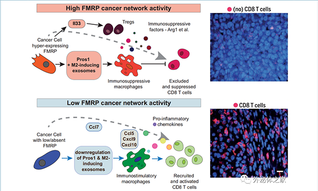 Science重磅：FMRP——抗肿瘤新靶点，外泌体是该靶点帮助肿瘤逃避免疫的重要机制