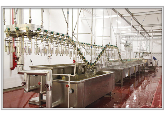 Introduction to the development of Poultry slaughter machine equipment industry
