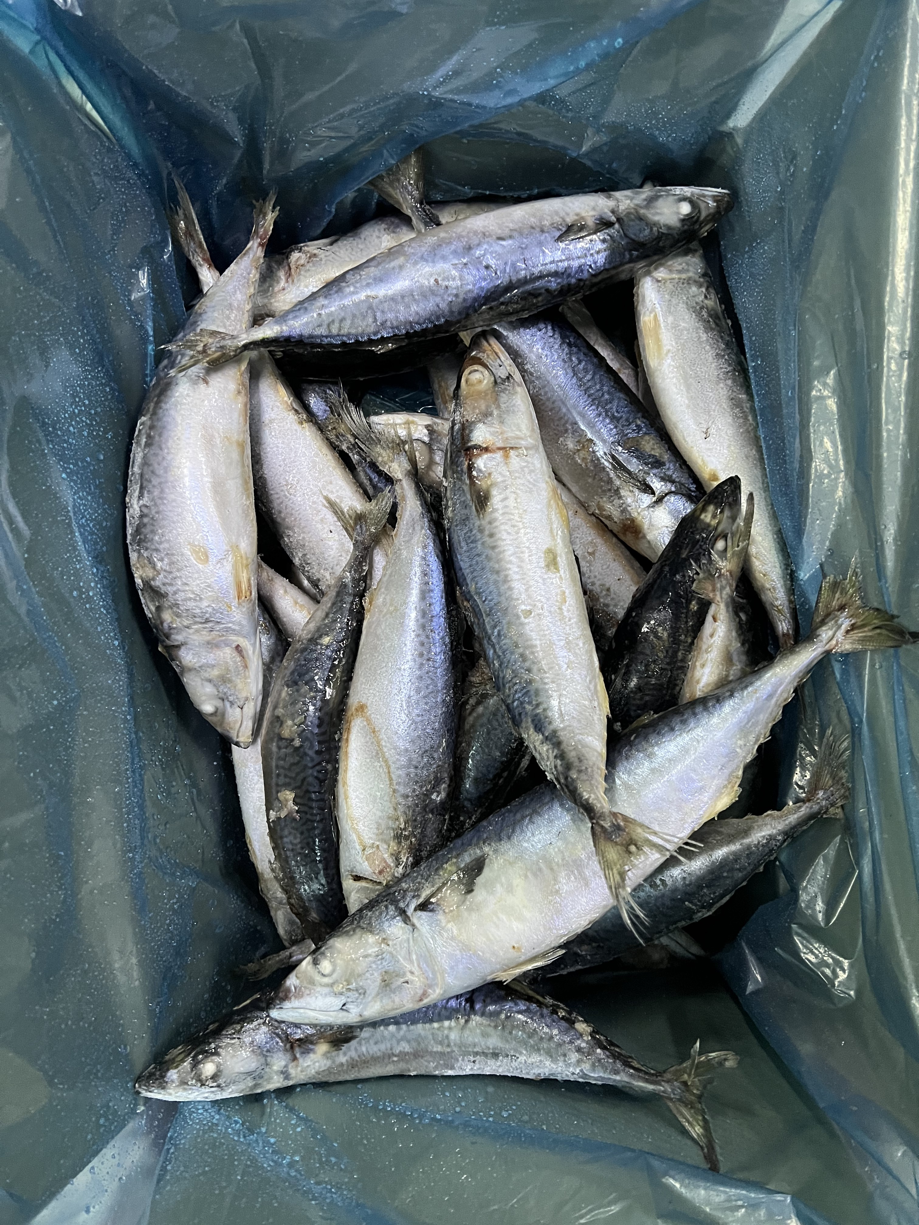 pacific mackerel (2)