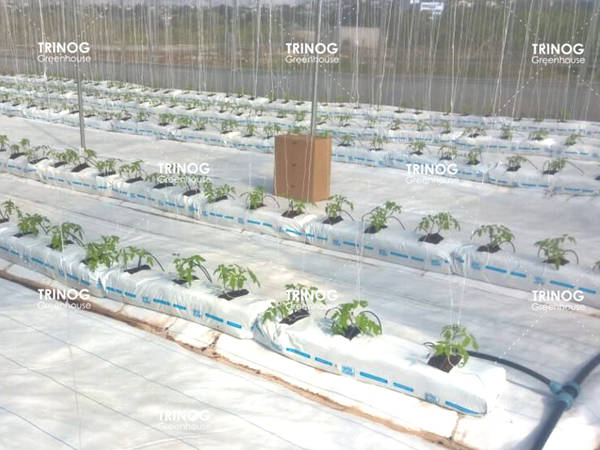 Granja moderna de plantación de tomates de Mauricio