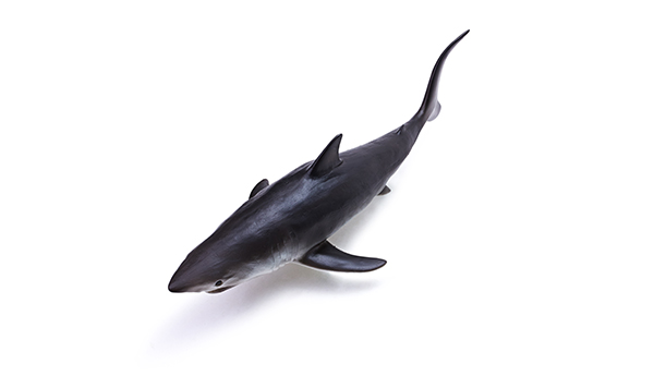 海洋动物玩具-灰鲸鲨