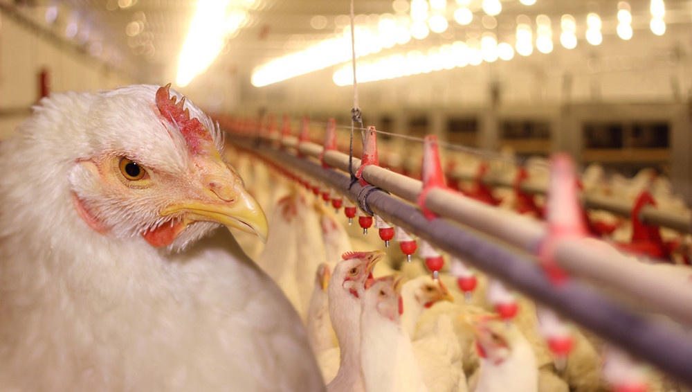 Management of Nipple Watering Systems for Broilers