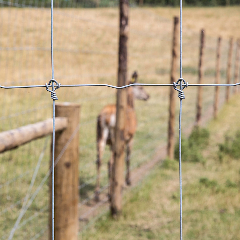 FIXED KNOT FENCE 
