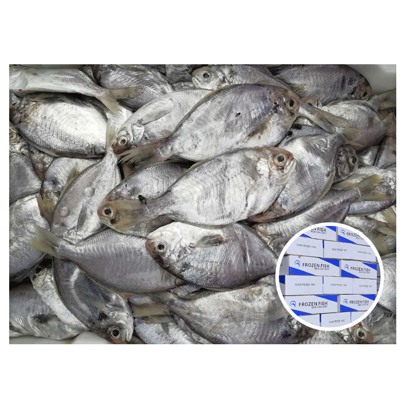 Psenopsis-Anomala-Gutted-Butter-Fish-For-Sale