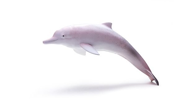 海洋动物玩具-白海豚