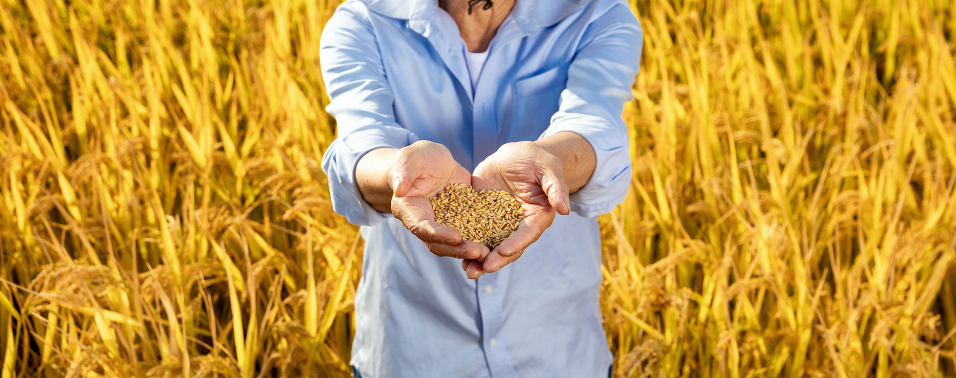 富硒大米的营养价值有哪些？